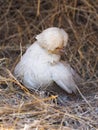 Rare Breed Polish Hen Royalty Free Stock Photo