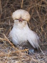 Rare Breed Polish Hen Royalty Free Stock Photo