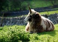 Rare breed of sheep Royalty Free Stock Photo