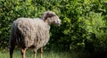 Rare breed sheep in field