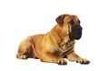 Rare breed South African boerboel posing in studio. Royalty Free Stock Photo