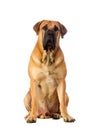 Rare breed South African boerboel posing in studio. Royalty Free Stock Photo