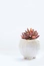 Rare bright orange and red succulent plant Echeveria Spica in ceramic pot on white background with copy space