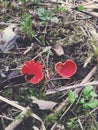 Rare bright red cup fungi, Microstoma protractum Royalty Free Stock Photo