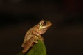 rare brown green frog on a leaf, from side view with black background Royalty Free Stock Photo