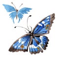 Rare butterflies wild insect in a watercolor style isolated.