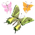Rare butterflies wild insect in a watercolor style isolated.