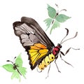 Rare butterflies wild insect in a watercolor style isolated.