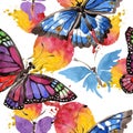 Rare butterflies wild insect in a watercolor style. Seamless background pattern. Fabric wallpaper print texture. Royalty Free Stock Photo