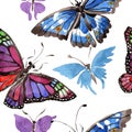 Rare butterflies wild insect in a watercolor style. Seamless background pattern. Fabric wallpaper print texture. Royalty Free Stock Photo