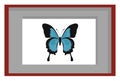 Rare butterfly, illustration, vector