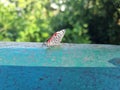 A rare butterfly species at IguaÃ§u Falls