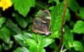 Rare butterfly with transparent wings.