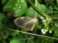 Rare butterfly with transparent wings.