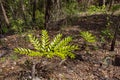 Rare Byfield fern growing in Byfield state forest