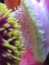 Rare Cannonball Flower Macro