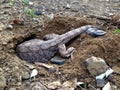 Rare capture Eastern Water Dragon lizard digging hole to lay eggs Royalty Free Stock Photo