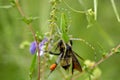 Green Lynx Spider Eating Bee