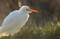 A beautiful Cattle Egret Bubulcus ibis hunting for food in a field where cows are grazing in the UK.