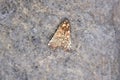 The Rare cave moth, Scoliopteryx libatrix Royalty Free Stock Photo