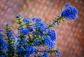 Rare ceanothus flower Royalty Free Stock Photo
