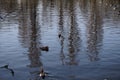 Rare Chinese bird, mandarin duck