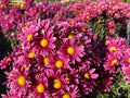 Rare chrysanthemum flower type botanical selection on exhibition Royalty Free Stock Photo