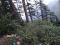 A rare close up of Devdar conifer trees with white clouds in the sun in blue sky