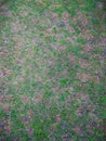 A rare close up of natural green grass background after mowing of home lawn