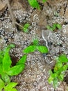 Close up pic of dew drops and plants inside a cobweb on the ground in a jungle
