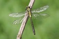A rare Club-tailed Dragonfly Gomphus vulgatissimus perched on a plant.