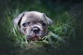 Lilac French Bulldog dog puppy with blue eyes lying in grass