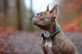 Lilac brindle female French Bulldog dog wearing beautiful woven collar in front of blurry forest background