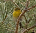 Rare Colorado visitor the Pine Warbler