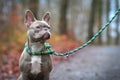 Rare colored lilac brindle female French Bulldog dog with light amber eyes and handmade plaited collar and leash