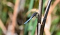 Rare colorful dragonfly sitting on a plant at the Plitvice Lakes National Park
