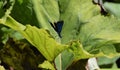 Rare colorful dragonfly sitting on a plant at the Plitvice Lakes National Park