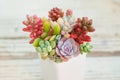 Rare colorful succulent echeveria, sedum, pachyphytum and graptoveria flowers plants, mini garden in white pot