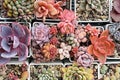 Rare colorful succulent plants top view background