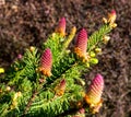 Rare coniferous plants.  Blooming tree Spruce Acrocona Picea abies Acrocona, the cones look like a pink rose. Royalty Free Stock Photo