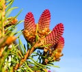Rare coniferous plants.  Blooming tree Spruce Acrocona Picea abies Acrocona, the cones look like a pink rose. Royalty Free Stock Photo