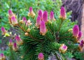 Rare coniferous plants.  Blooming tree Spruce Acrocona Picea abies Acrocona, the cones look like a pink rose. Royalty Free Stock Photo