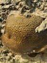 Rare coral reef at Lombok in the morning Royalty Free Stock Photo