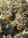 Rare coral reef at Lombok in the morning Royalty Free Stock Photo