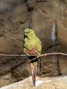 rare Cordilleran parakeet, Psittacara frontatus, sits on a dry branch and cleans its beak