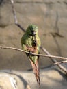 rare Cordilleran parakeet, Psittacara frontatus, sits on a dry branch and cleans its beak