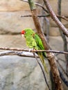 rare Cordilleran parakeet, Psittacara frontatus, sits on a dry branch and looks around