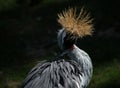 A rare crane crowned in all its glory