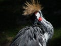 A rare crane crowned in all its glory