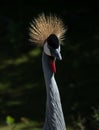 A rare crane crowned in all its glory